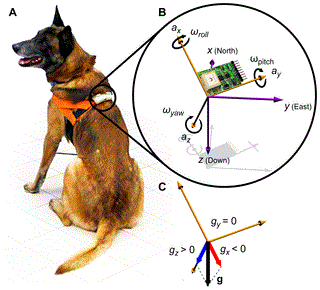 dog accelerometer
